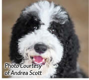 About the Poodle The standard poodle is a rough curly-coated water dog that - photo 3