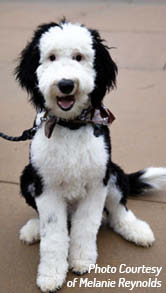Despite a recent boom in popularity the Sheepadoodle is relatively new to the - photo 4