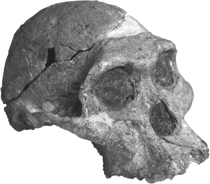 Skull of Mrs Ples the most complete australopithecine fossil so far - photo 4