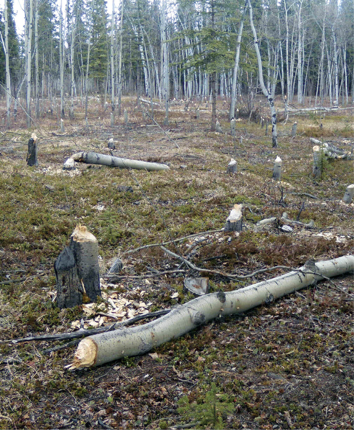 Dozens of pointy white aspen stumps are scattered across this beaver worksite - photo 4