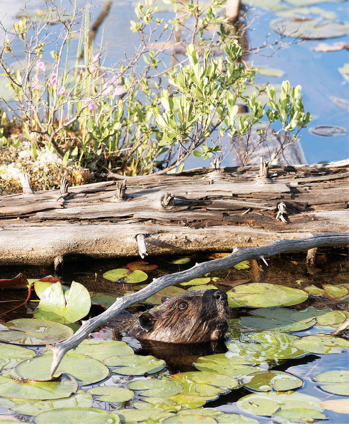 Beavers are unintentional water-lily farmers When they eat the seed pods the - photo 2