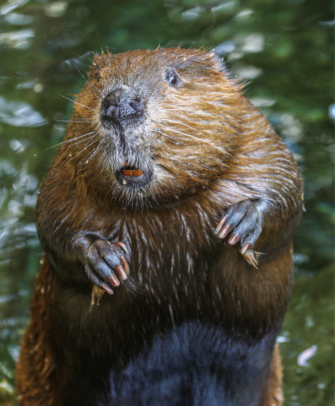 Sebastien LemyreGetty Images Beavers are unintentional water-lily farmers - photo 1