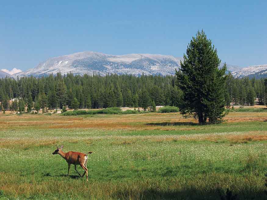 Mule deer are common in Tuolumne Meadows While Ive been exploring the park - photo 10