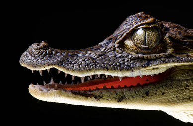 Crocodilians like this baby spectacled caiman are more closely related to birds - photo 6