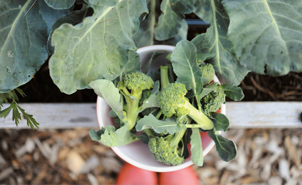 Extend your broccoli harvest by picking side shoots as well as the main crown - photo 9