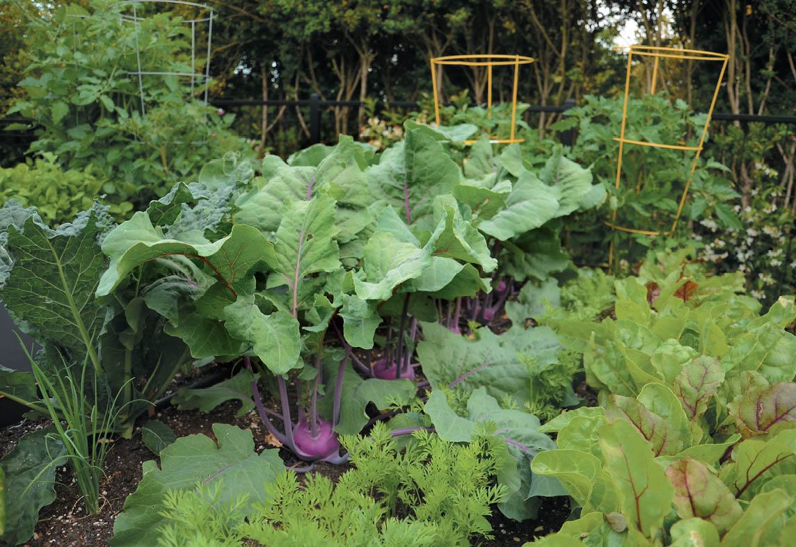 A well-organized garden will have room for dozens of different crops in a small - photo 7