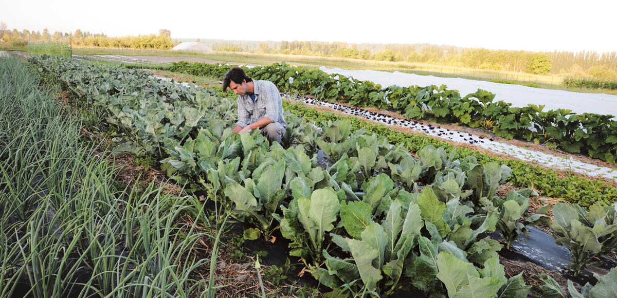 Introduction Become a More Productive Vegetable Gardener This book is for - photo 5