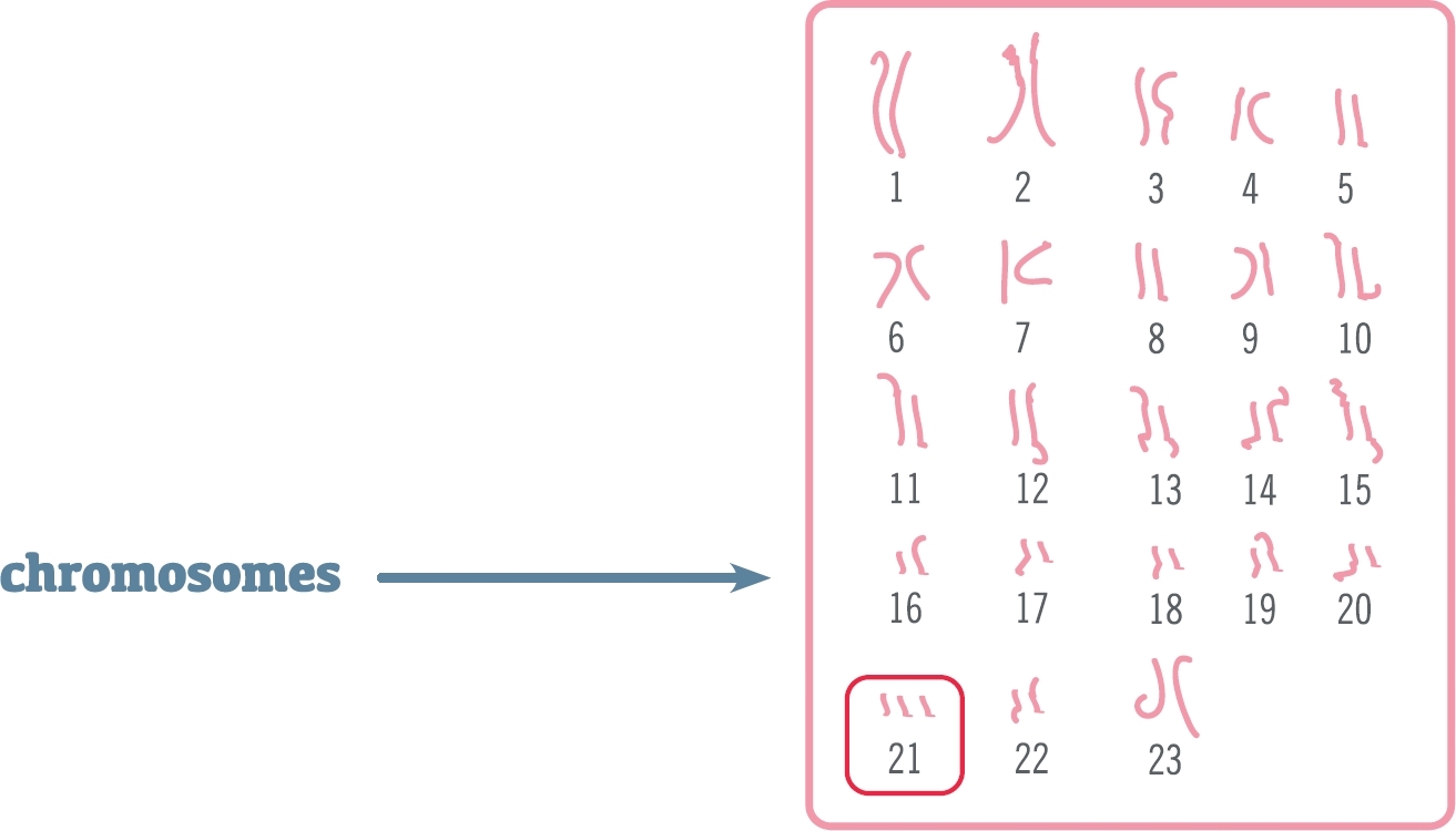 Half of your chromosomes come from one parent and half come from the other - photo 4