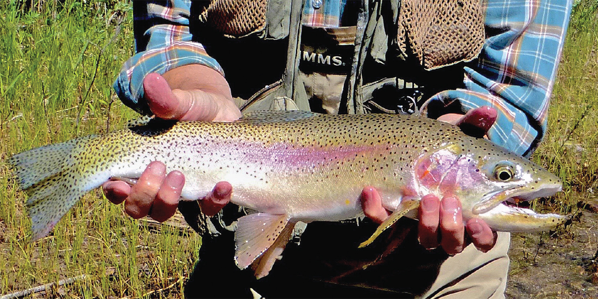 A fish of great size and power Blackfoot River rainbow with the salmon-like - photo 28