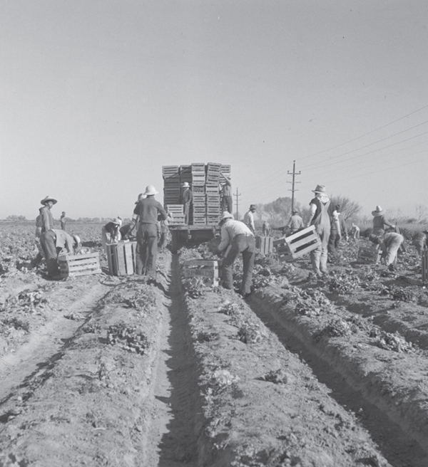 Filipino workers pick lettuce in the Imperial Valley a desert area east of San - photo 7