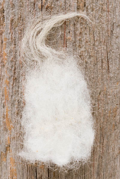 A fleece that contains hair the longest fibers wool most of the fibers - photo 6