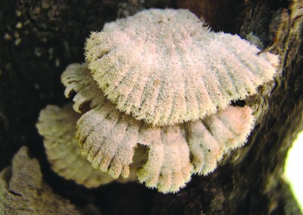 Split gill mushroom I hardly know where to begin but I should probably - photo 4