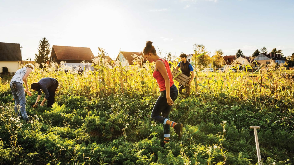 Urban gardeners add a splash of the natural world to cities all across the - photo 3