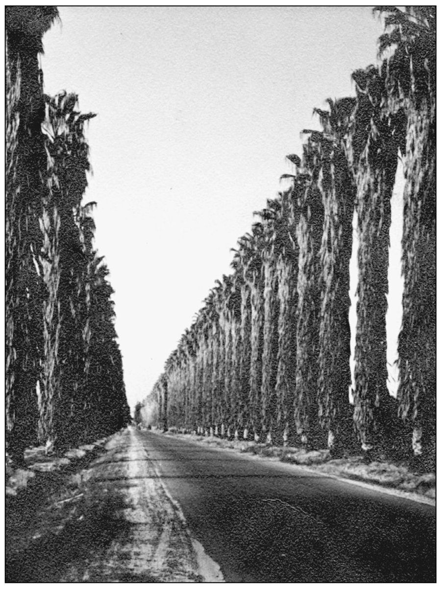 In the 1870s these trees were planted on the side of the road to be used as - photo 7