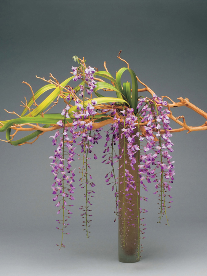 When wisteria was blooming in her garden Gail Emmons of Orinda California - photo 4