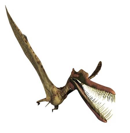 Most Pterosaurs possessed webbed-feet Webbedfeet also an animal to walk on mud - photo 6