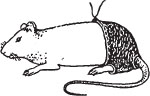 Fig1 The underpant worn by the rat This drawing comes from a European - photo 4