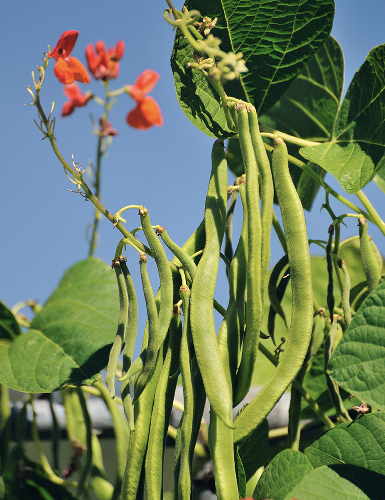 With a little know-how the skys the limit when it comes to growing your own - photo 9