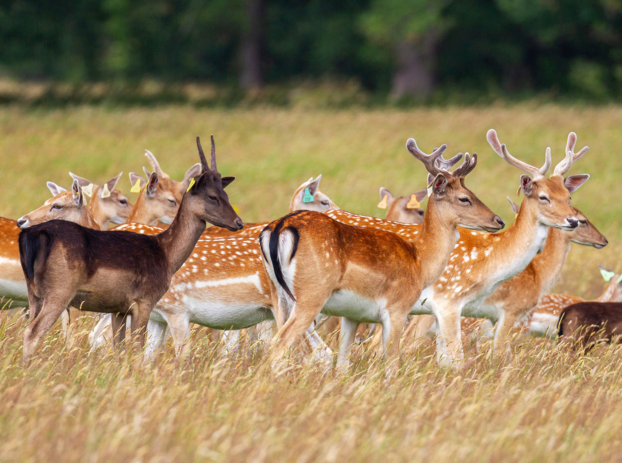 Shutterstock 6 Phoenix Park One of the biggest urban parks in Europe with - photo 9