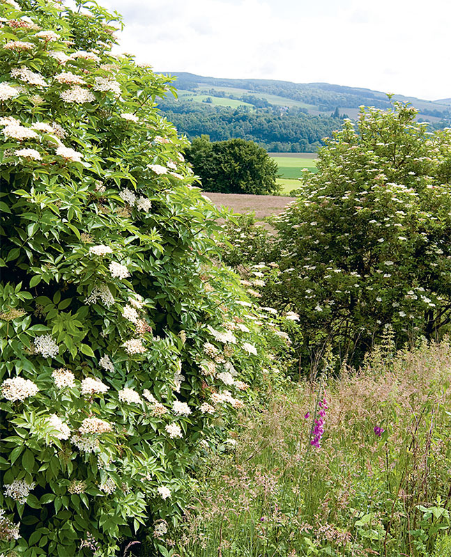 The Foragers Kitchen Handbook - image 3