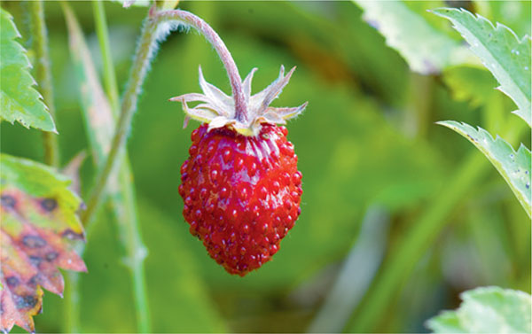 The foraging cook brings the tastes and scents of the countryside to the - photo 7