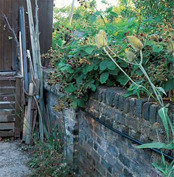 The urban forager can often be rewarded with a fine harvest of blackberries - photo 8