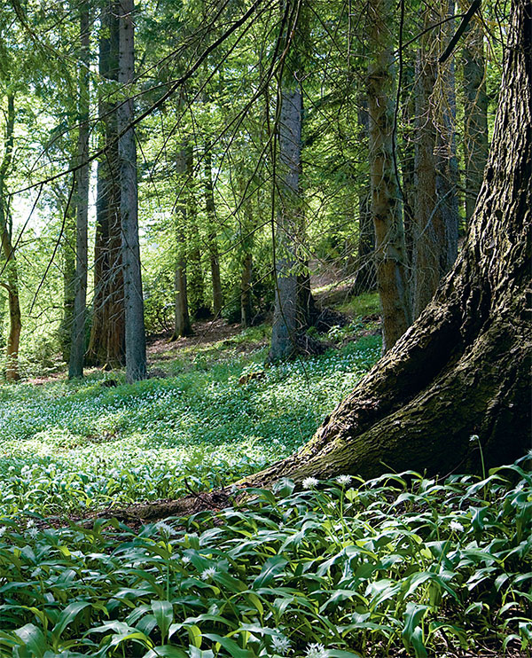 A springtime carpet of wild garlic also known as ramps or ramsons One of - photo 9