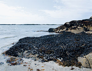 One of my local beaches yields a fine crop of mussels Over the years Ive - photo 10