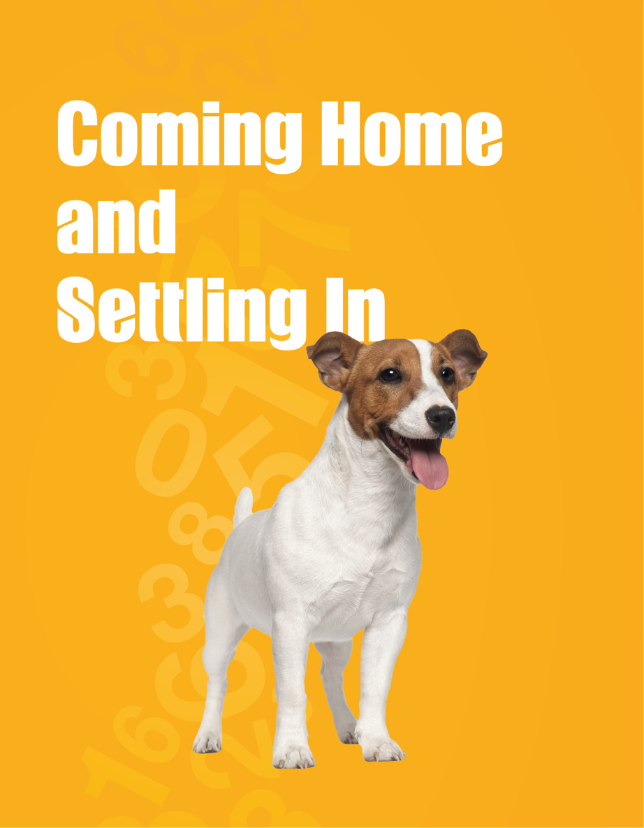 Planning the Homecoming Whether you are getting a puppy or an adult dog - photo 1