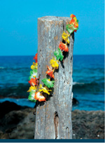 A Hawaiian lei awaits on the shore Bonita R Cheshier Hawaiian surfriders - photo 7