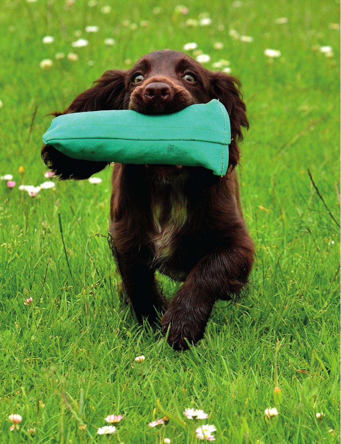 Having a cocker puppy is the start of a wonderful journey FOR MORE THAN - photo 5