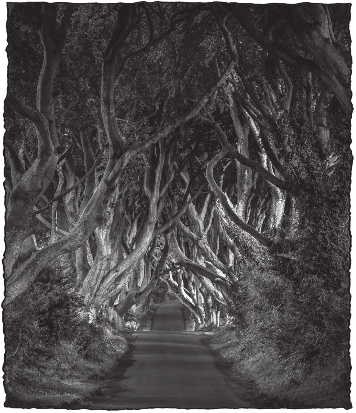 The Dark Hedges County Antrim T he thing is if youre a fan of the hit HBO - photo 6