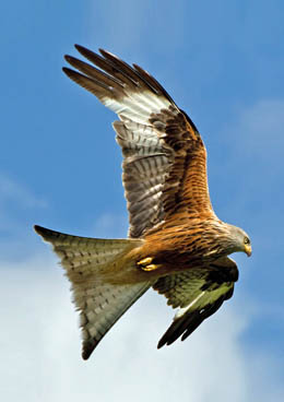 The magnificent red kite is a common site in the Cambrian Mountains Image - photo 15