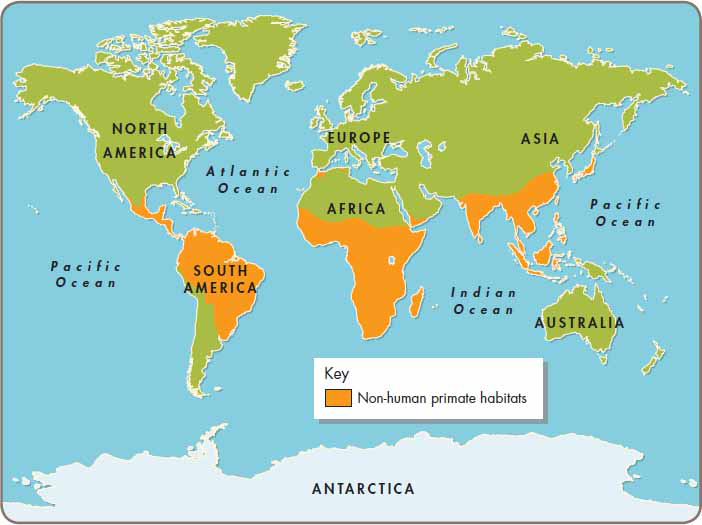 This map shows where in the world non-human primates live What Are Monkeys - photo 4