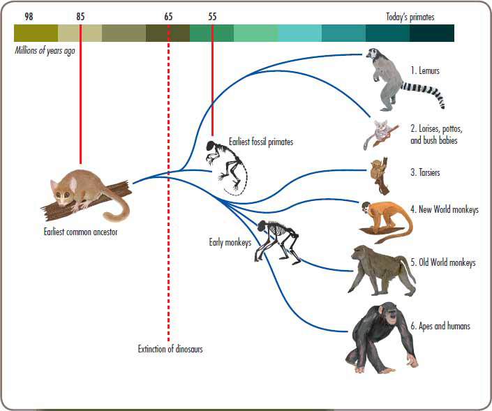 This diagram shows how early primates evolved into lemurs monkeys apes and - photo 5