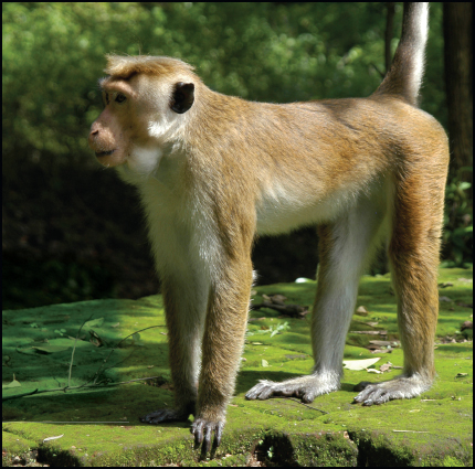 This is a toque macaque a type of Old World monkey How Are Monkeys - photo 6