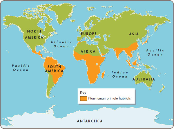 This map shows where in the world non-human primates live Common features - photo 3