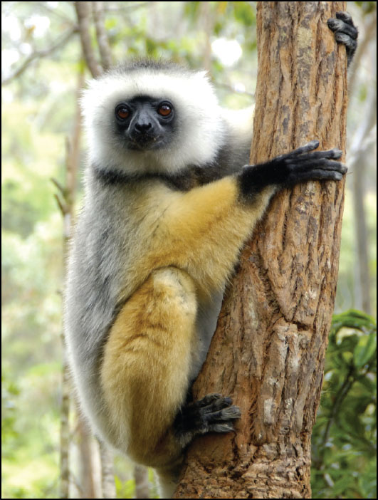 Most lemurs move by leaping from tree to tree They have strong back legs and - photo 4