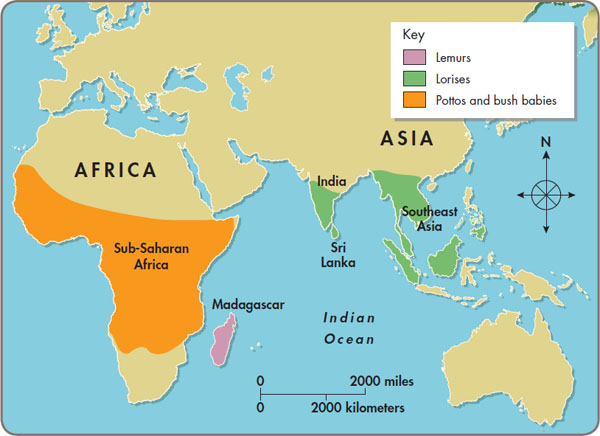 Lemurs live in Madagascar Close relatives of lemurs include pottos bush - photo 5