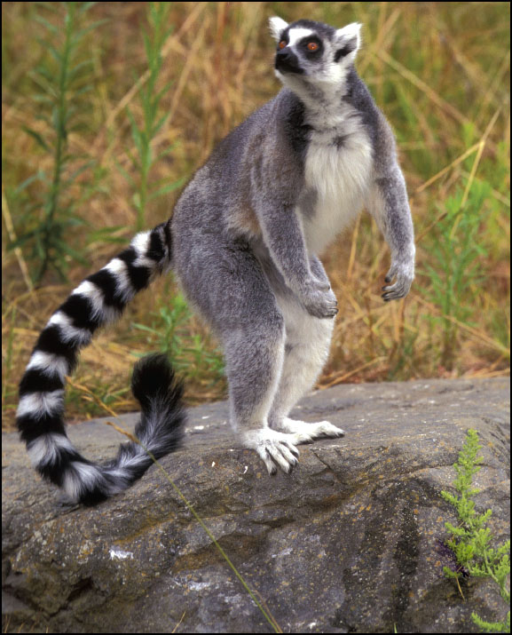 Ring-tailed lemurs can live for up to 18 years in the wild Smell Lemurs have - photo 6