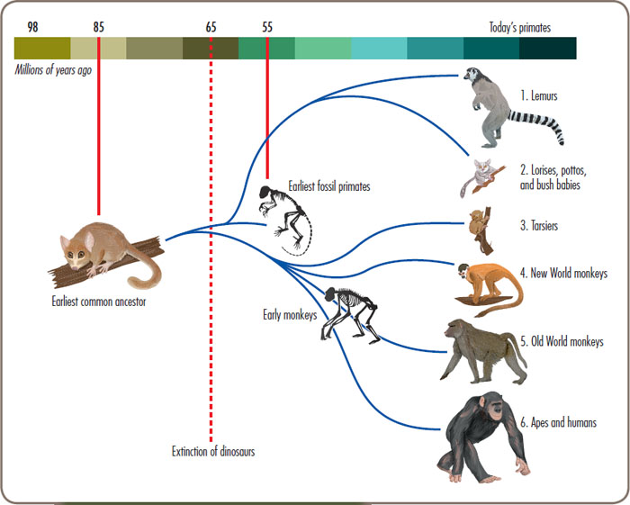 This diagram shows how primates have evolved into different groups - photo 7