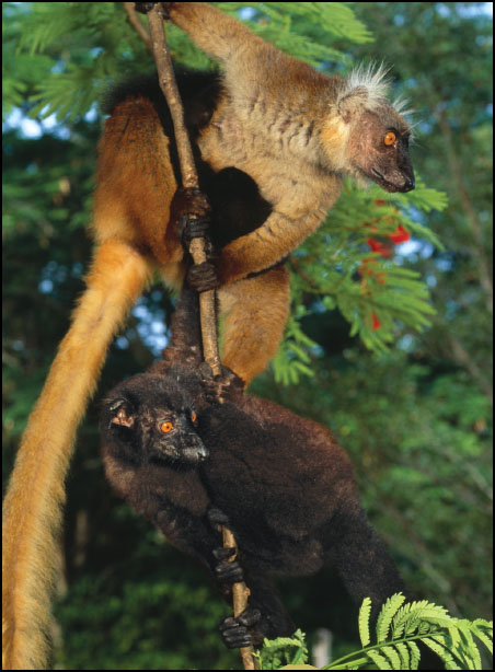 BLACK LEMURSOR ARE THEY Male and female black lemurs were originally thought - photo 8