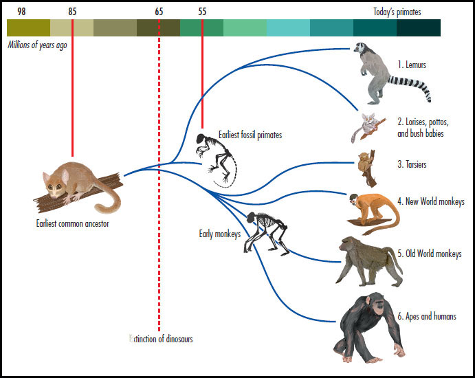 This diagram shows how primates have evolved into different groups - photo 9