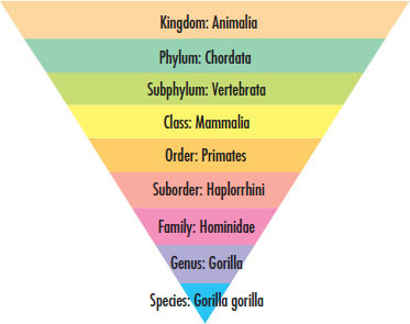 This diagram shows how the western lowland gorilla below is classified - photo 10