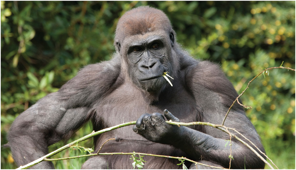 Where Do Gorillas Live Gorillas live in tropical and subtropical forests in - photo 11