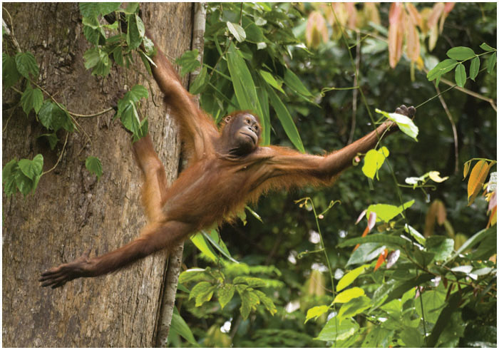 Like all primates orangutans have hands that allow them to grip branches All - photo 3