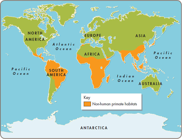 This map shows where in the world non-human primates live What Are Gorillas - photo 4