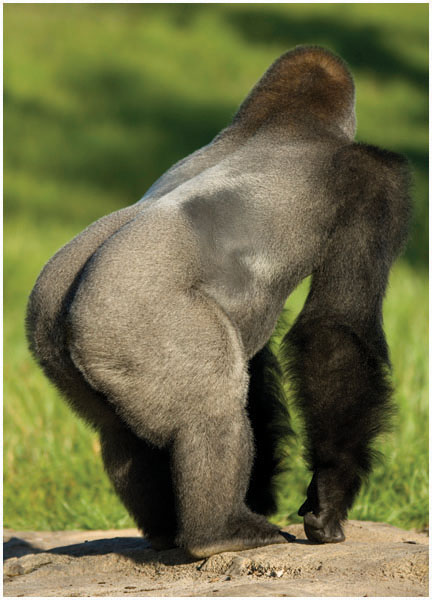 Like all apes this gorilla does not have a tail outside its body Size and - photo 5