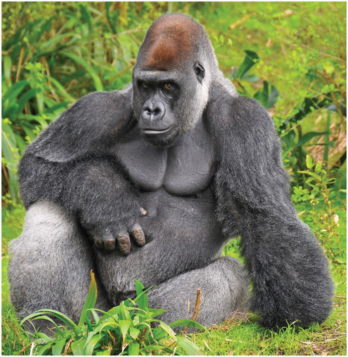 A gorillas belly is even larger than its wide powerful chest Hair and skin - photo 6