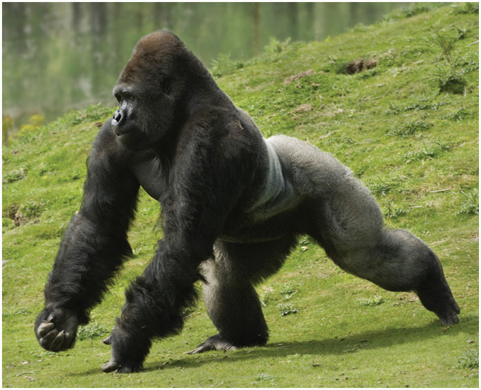 Gorillas can move very fast when they knuckle-walk A big head Gorillas have - photo 7